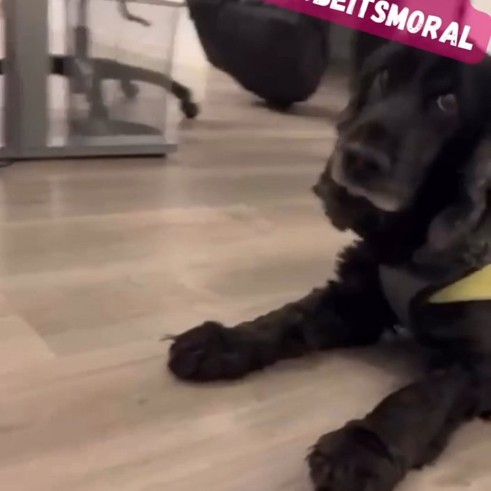 Wenn Arbeit sich wie Zuhause anfühlt… 😄🥰☝ …dann muss man Schröder am Ende des Tages schon fast aus dem Büro... Wenn Arbeit sich wie Zuhause anfühlt… 😄🥰☝ …dann muss man Schröder am Ende des Tages schon fast aus dem Büro...